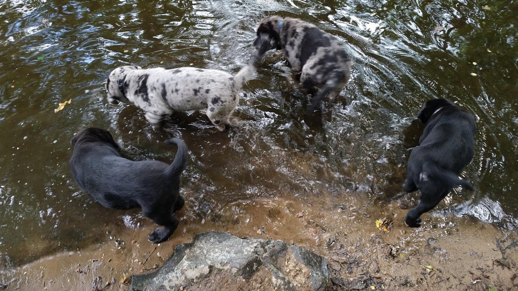 an der Oberschweinstiege