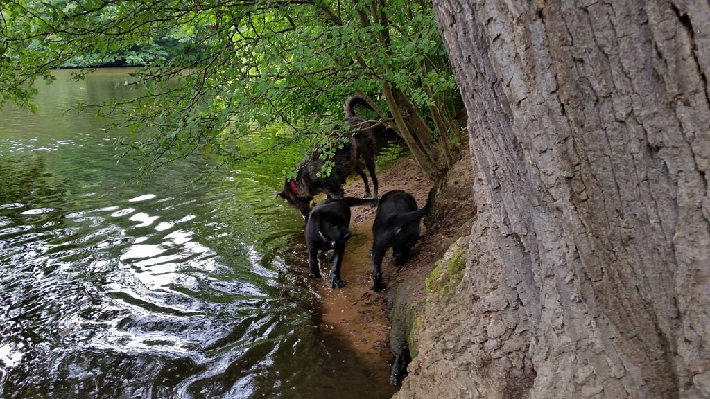 an der Oberschweinstiege