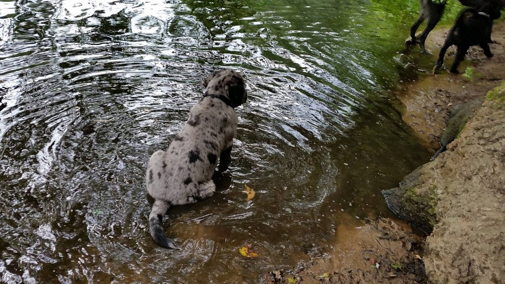 an der Oberschweinstiege