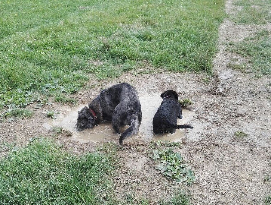 Hundewiese mit Mylo, Lilo und Pria