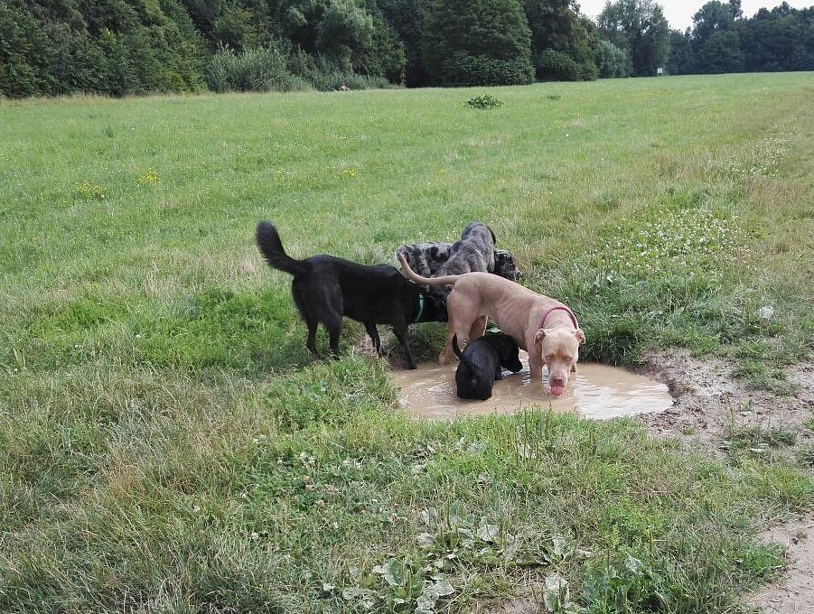 Hundewiese mit Mylo, Lilo und Pria