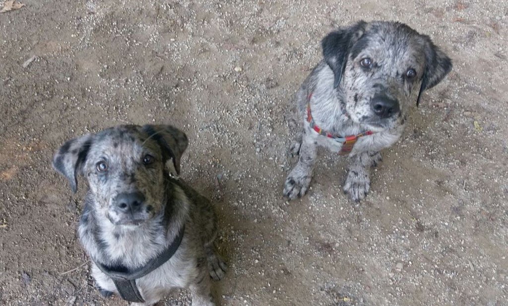 Brudertreffen mit Loki und Abilou am Weiher