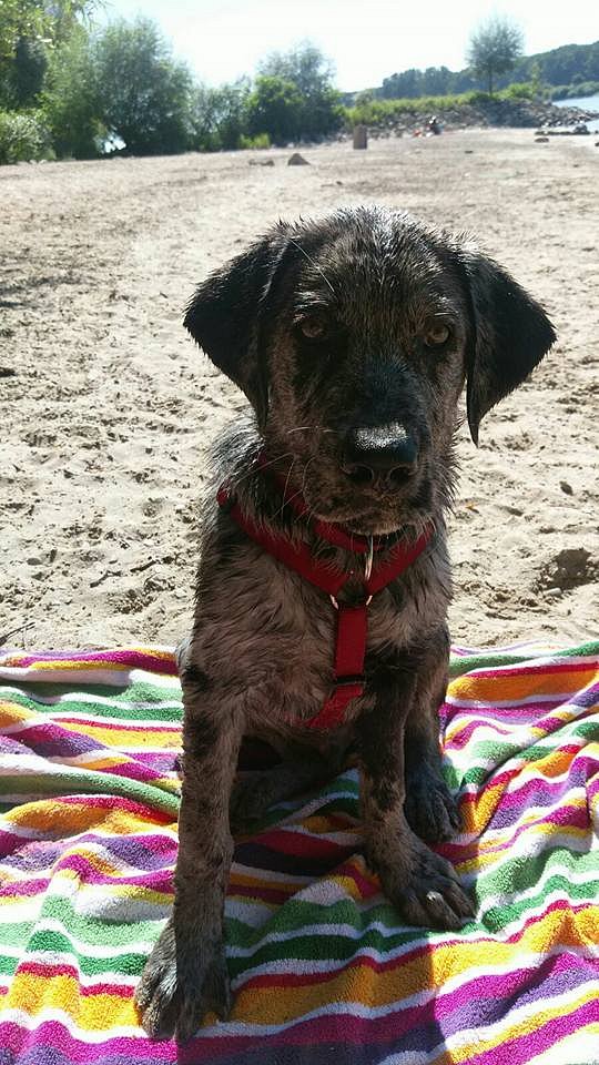 Theodor und Loki am Rhein