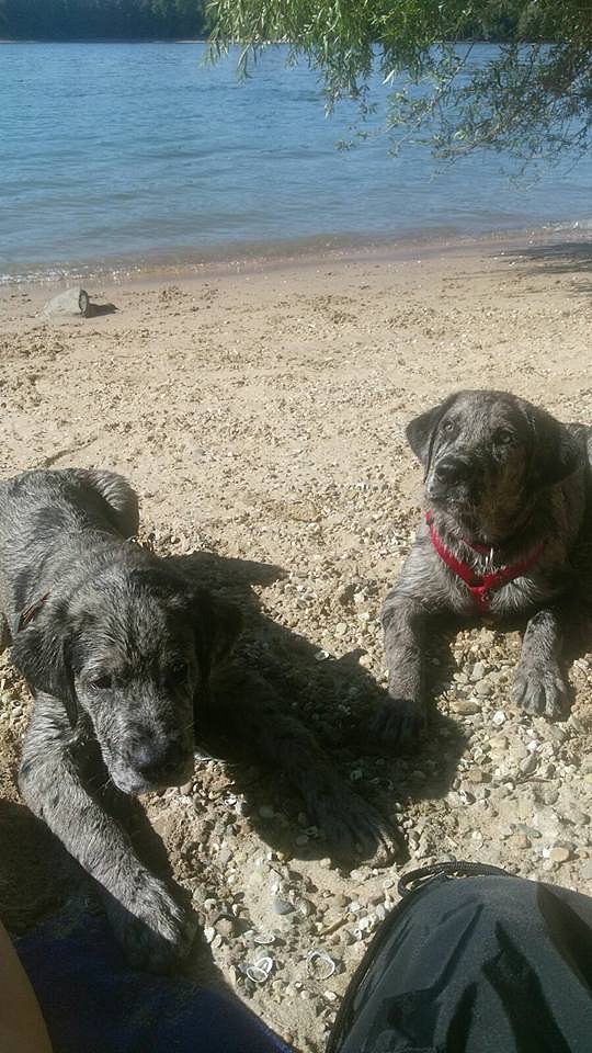 Theodor und Loki am Rhein