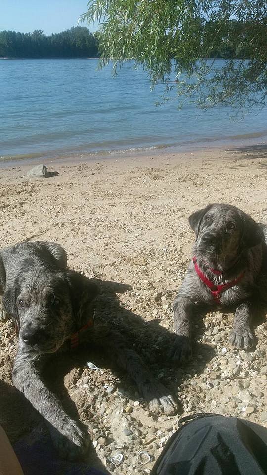 Theodor und Loki am Rhein