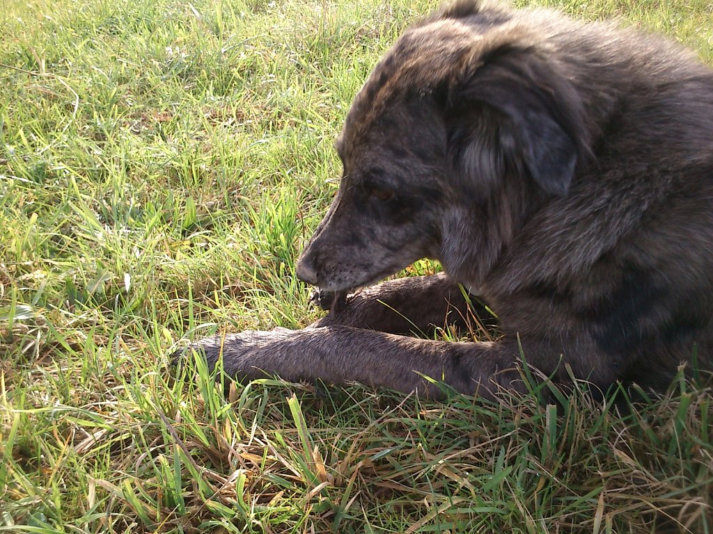 Auf Mäusejagd mit Lilo und Sheela