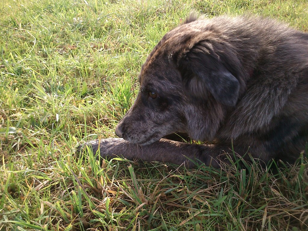 Auf Mäusejagd mit Lilo und Sheela