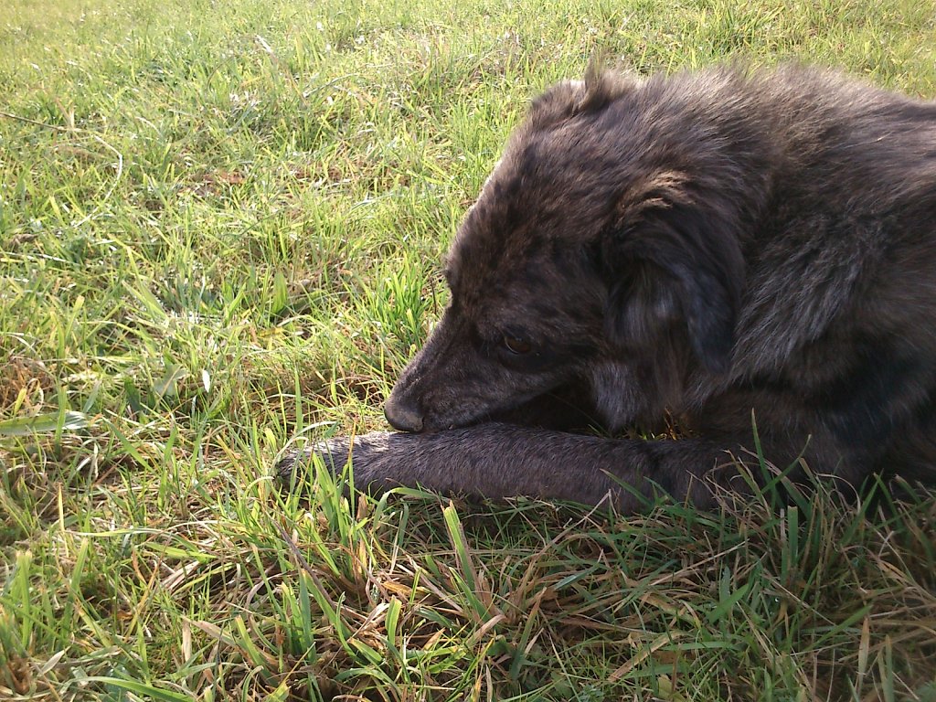 Auf Mäusejagd mit Lilo und Sheela