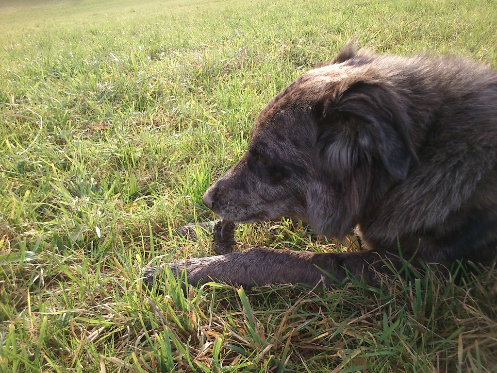 Auf Mäusejagd mit Lilo und Sheela