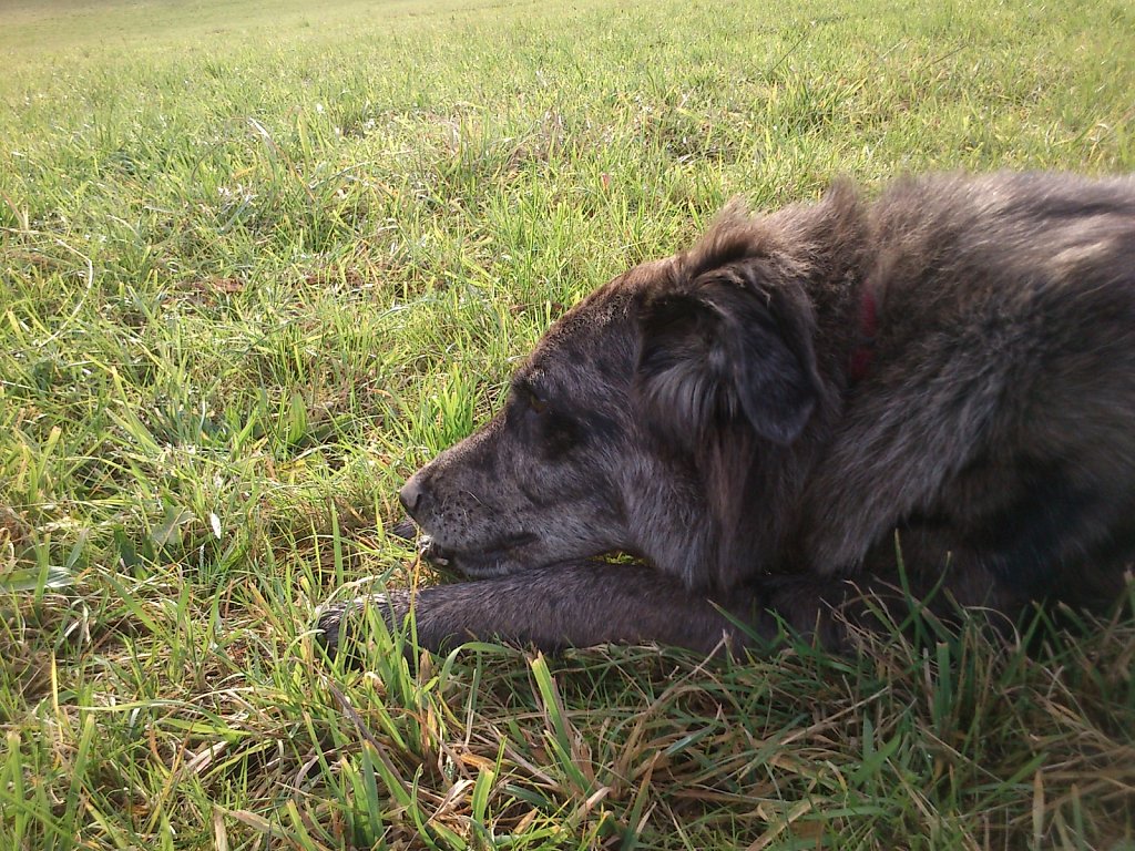 Auf Mäusejagd mit Lilo und Sheela