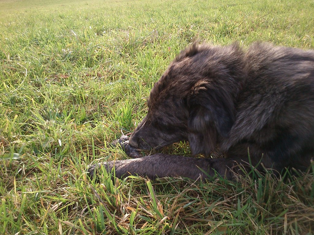 Auf Mäusejagd mit Lilo und Sheela