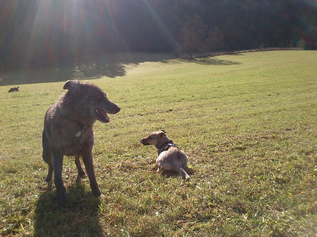 Auf Mäusejagd mit Lilo und Sheela