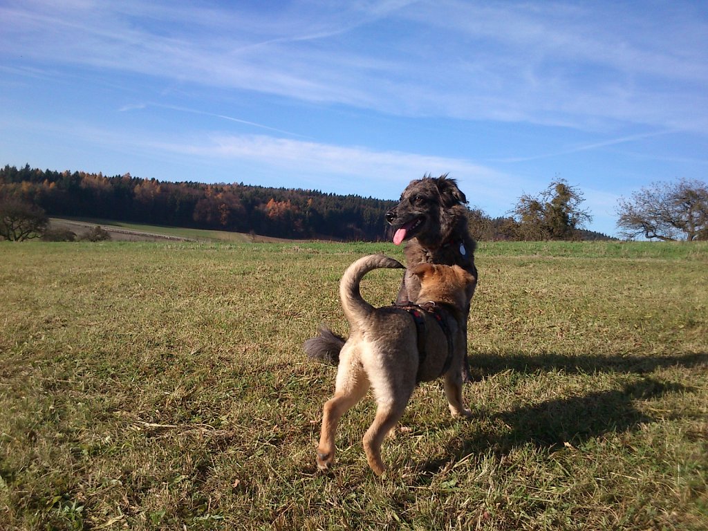 Auf Mäusejagd mit Lilo und Sheela