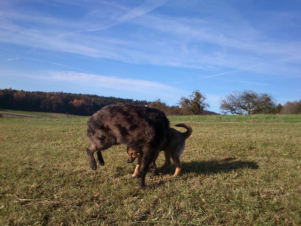 Auf Mäusejagd mit Lilo und Sheela