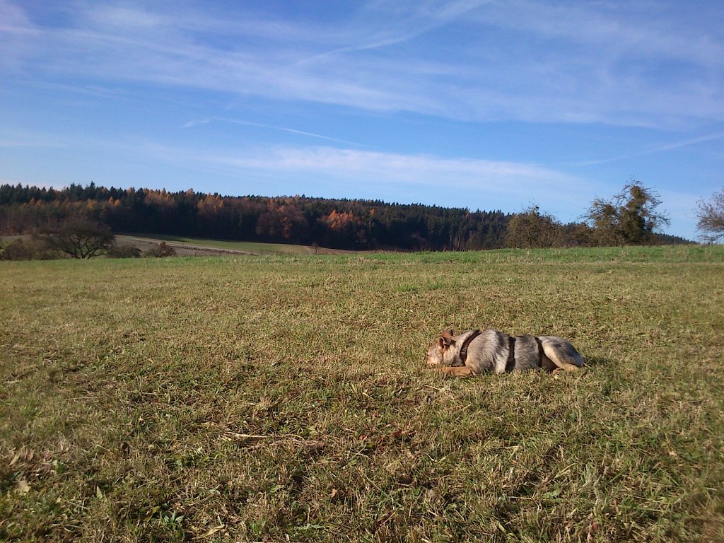 Auf Mäusejagd mit Lilo und Sheela