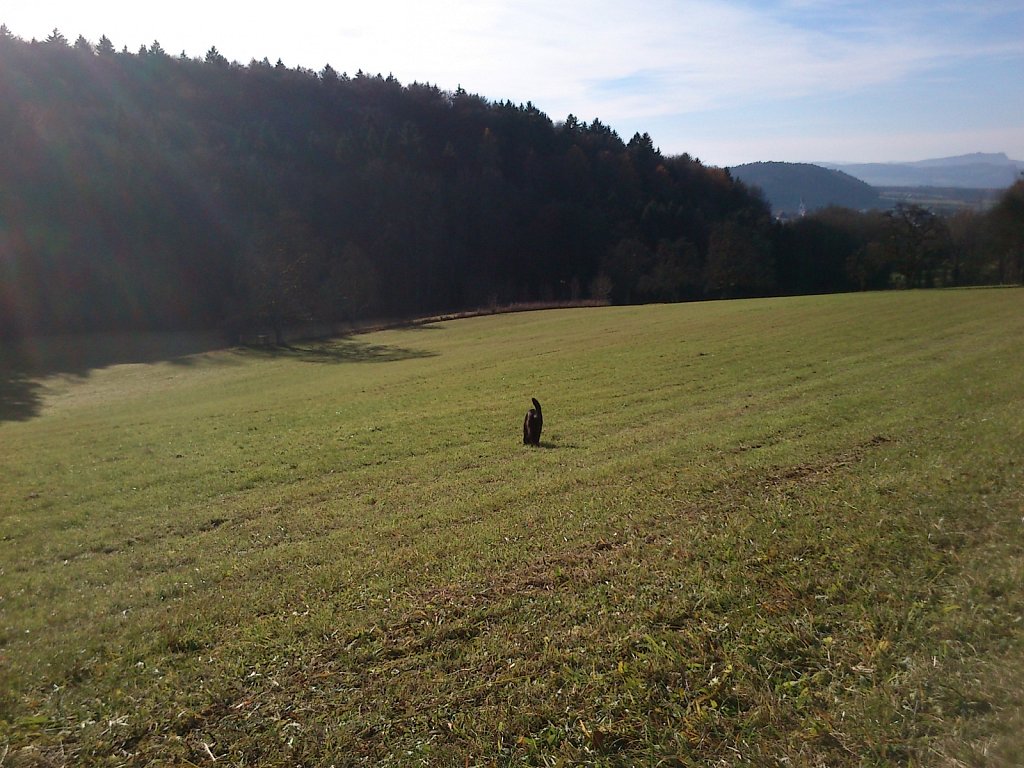 Auf Mäusejagd mit Lilo und Sheela