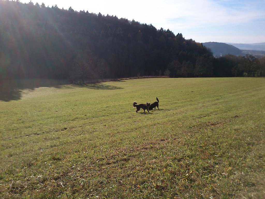 Auf Mäusejagd mit Lilo und Sheela