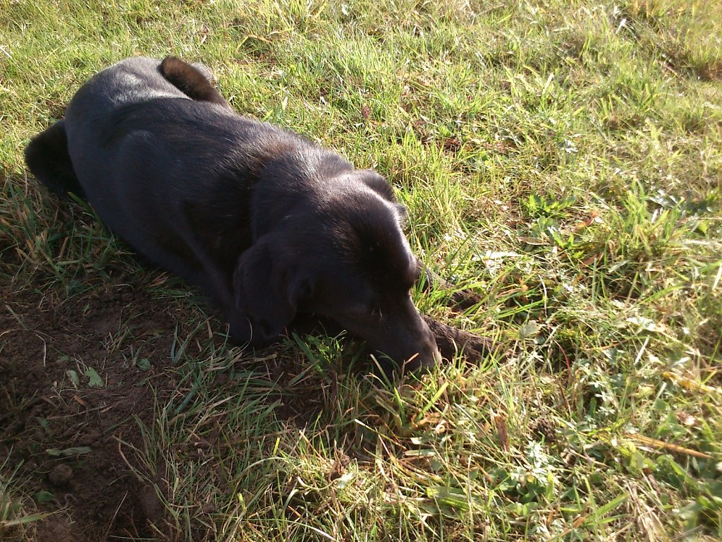 Auf Mäusejagd mit Lilo und Sheela