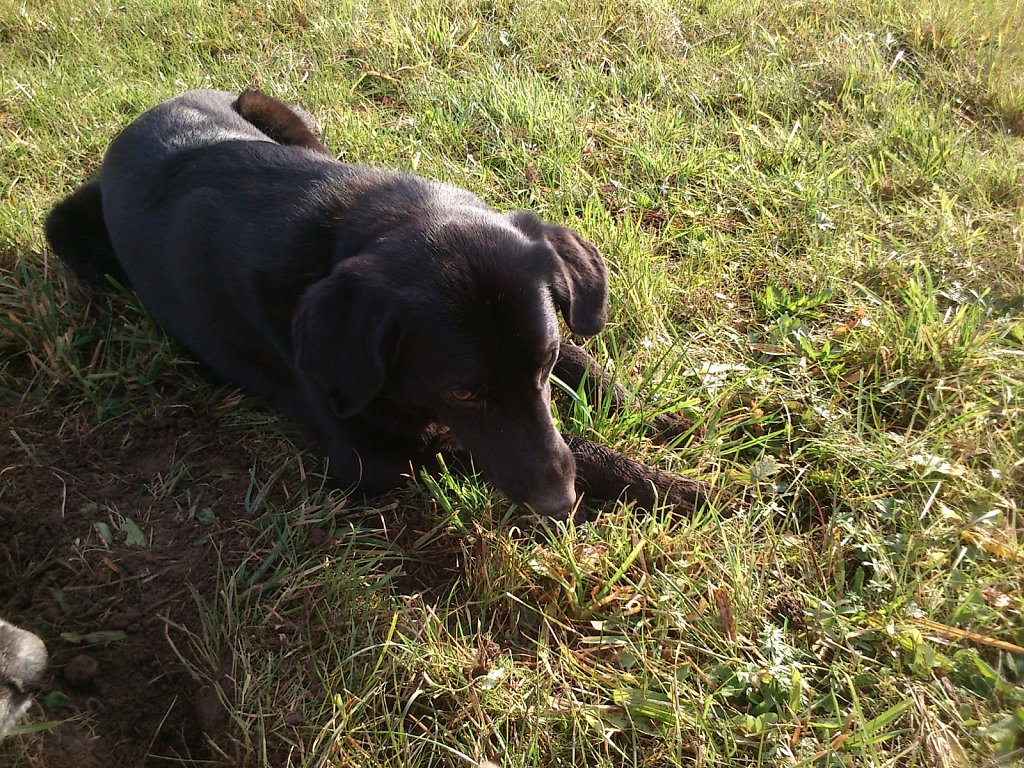 Auf Mäusejagd mit Lilo und Sheela