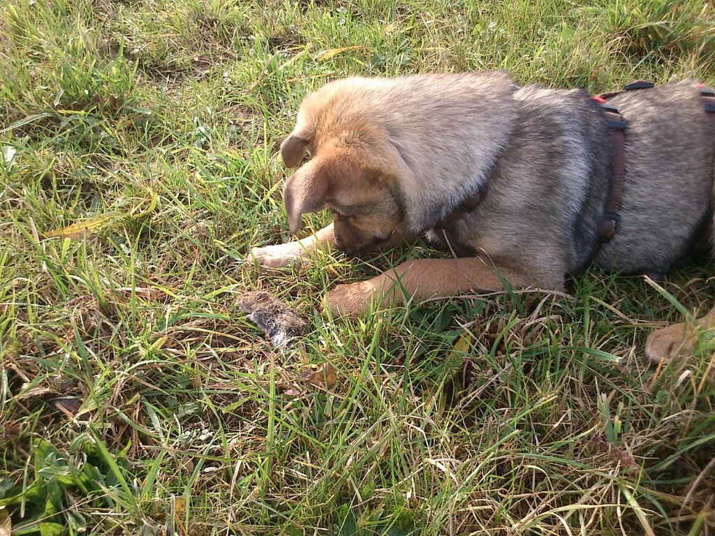 Auf Mäusejagd mit Lilo und Sheela