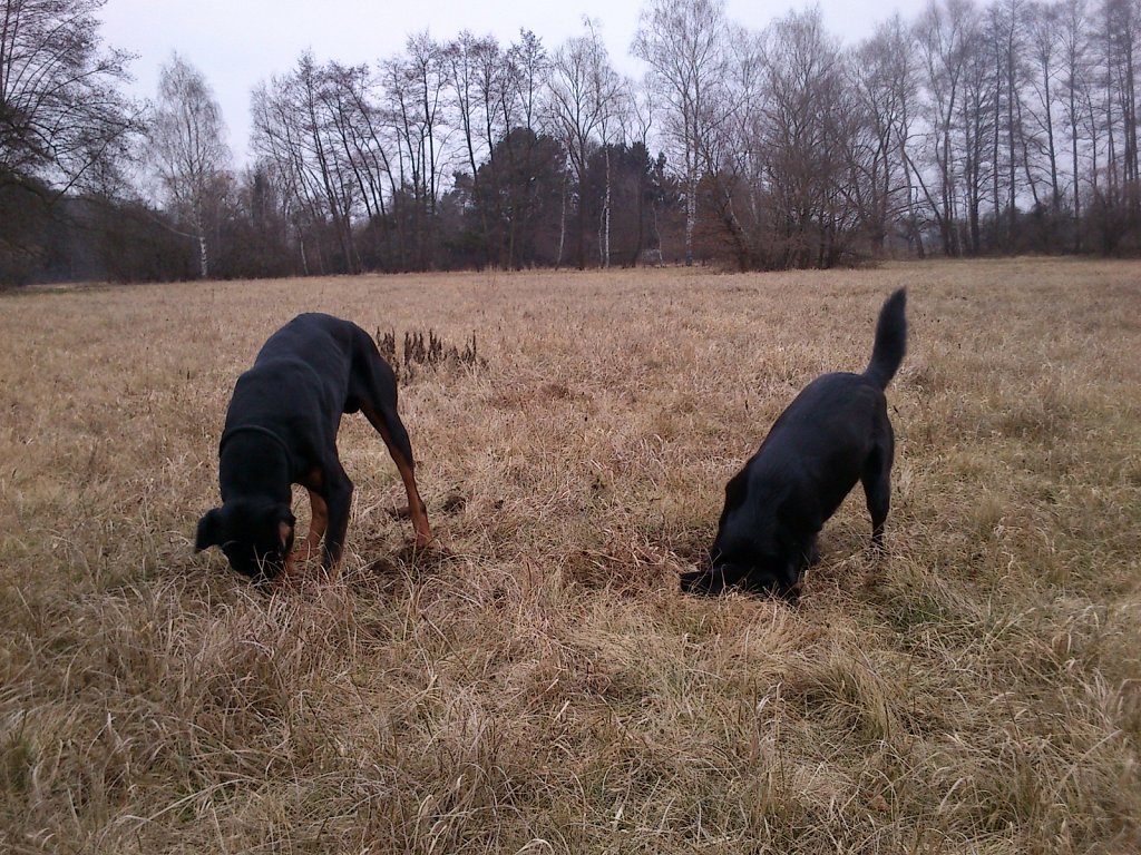 Auf Mäusejagd mit dem Graf