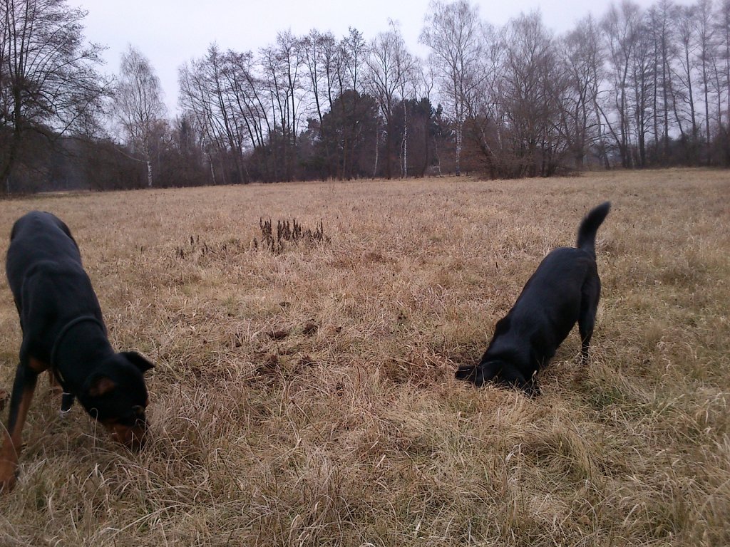 Auf Mäusejagd mit dem Graf