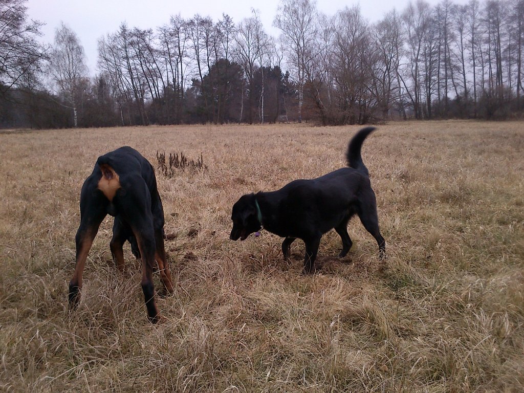 Auf Mäusejagd mit dem Graf