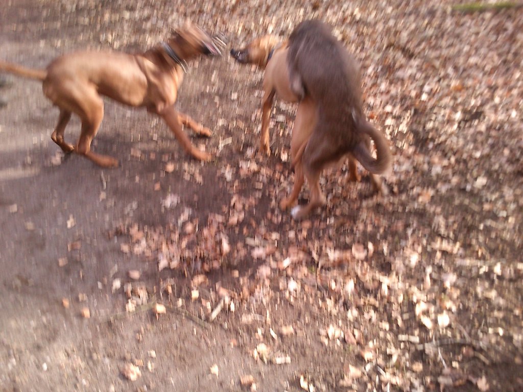 Spielen mit dem Rudel Ridgebacks...