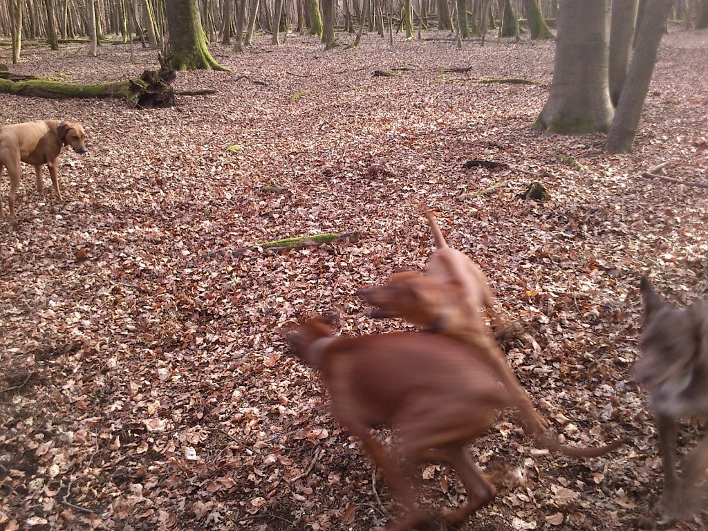 Spielen mit dem Rudel Ridgebacks...