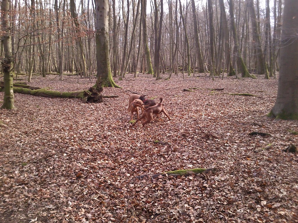 Spielen mit dem Rudel Ridgebacks...