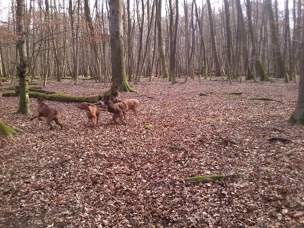 Spielen mit dem Rudel Ridgebacks...