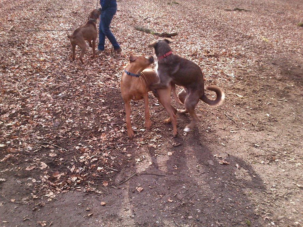 Spielen mit dem Rudel Ridgebacks...