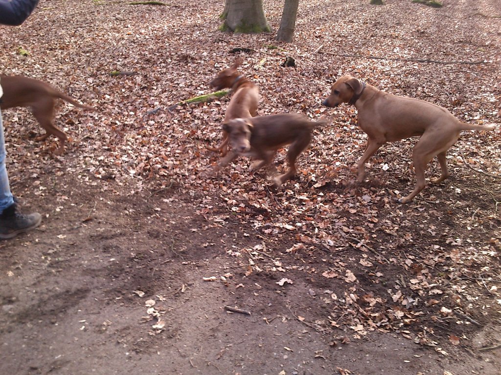 Spielen mit dem Rudel Ridgebacks...