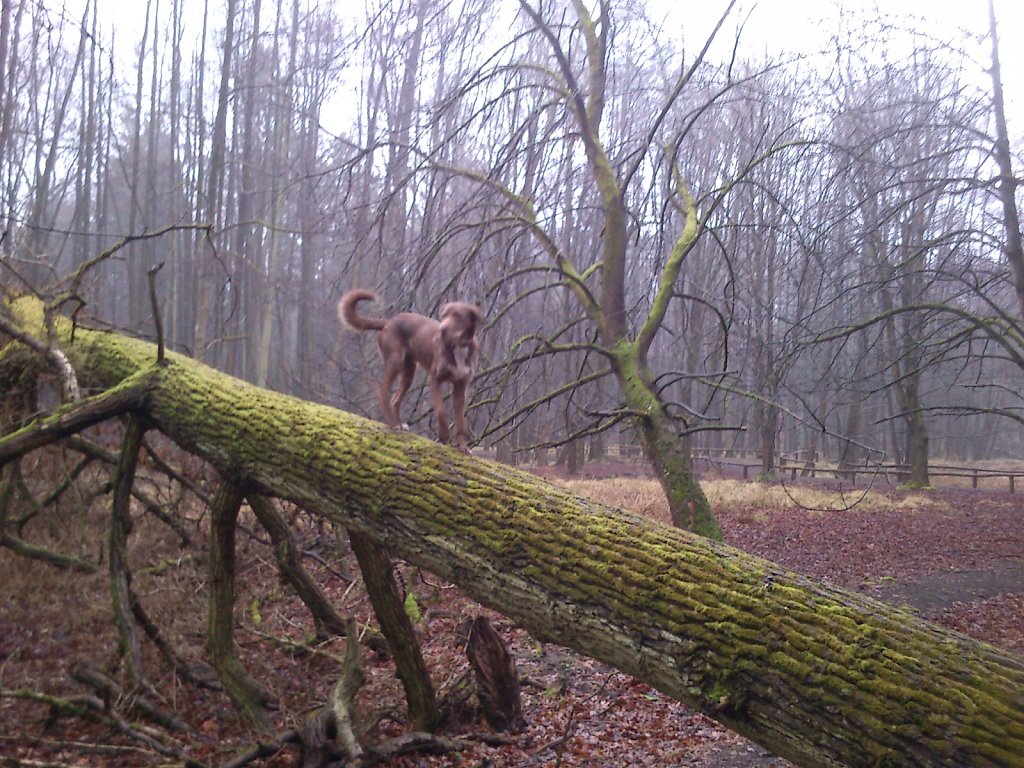 Monti auf´m Baum