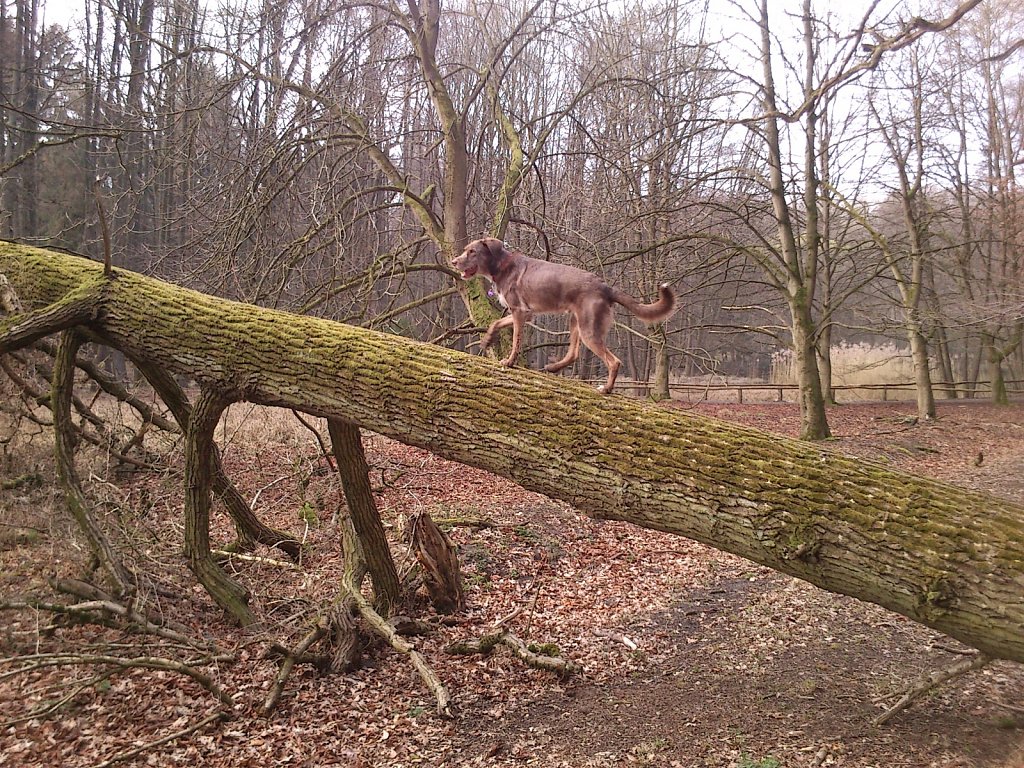 Monti wieder auf´m Baum