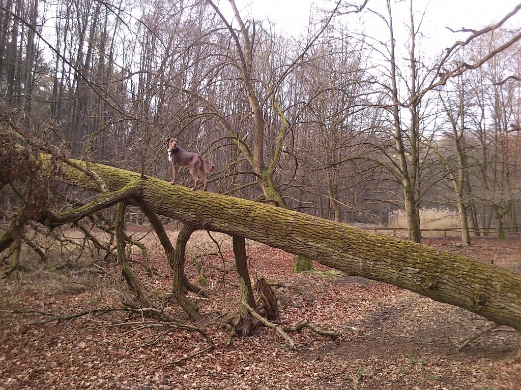 Monti wieder auf´m Baum