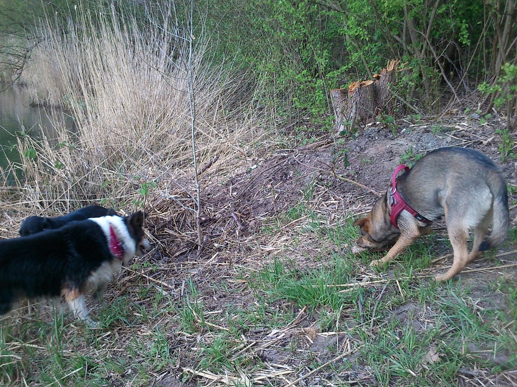 Pria mit Sheela und Bingo 