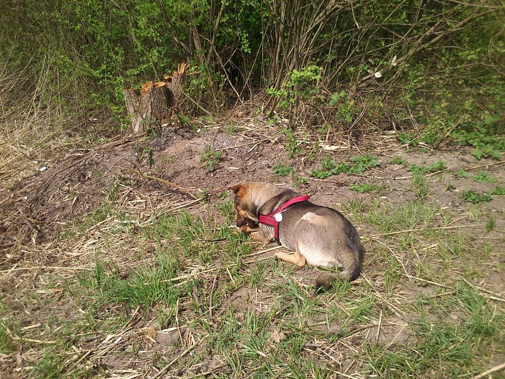 Pria mit Sheela und Bingo 