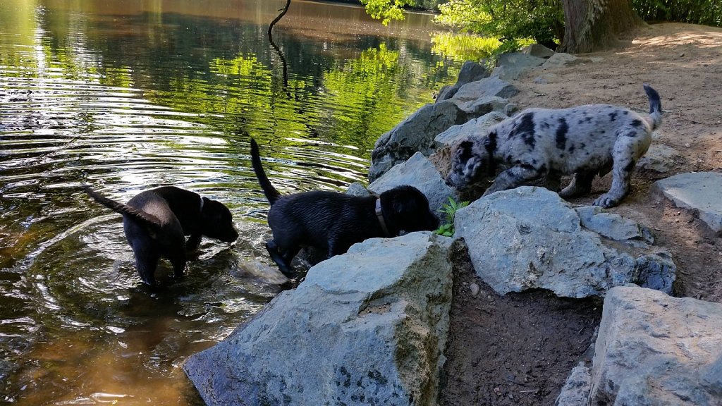 an der Oberschweinstiege