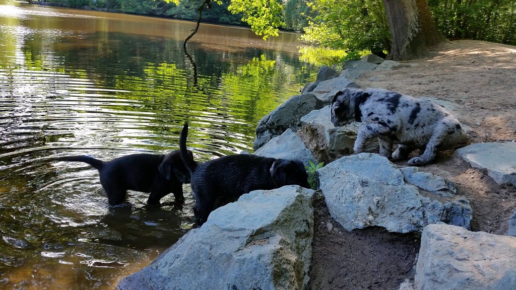 an der Oberschweinstiege