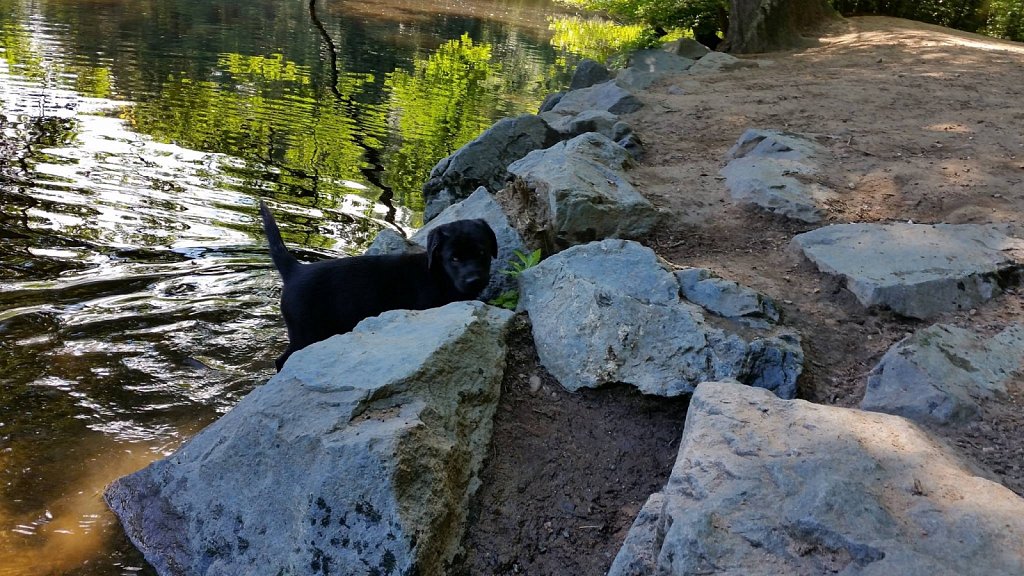 an der Oberschweinstiege