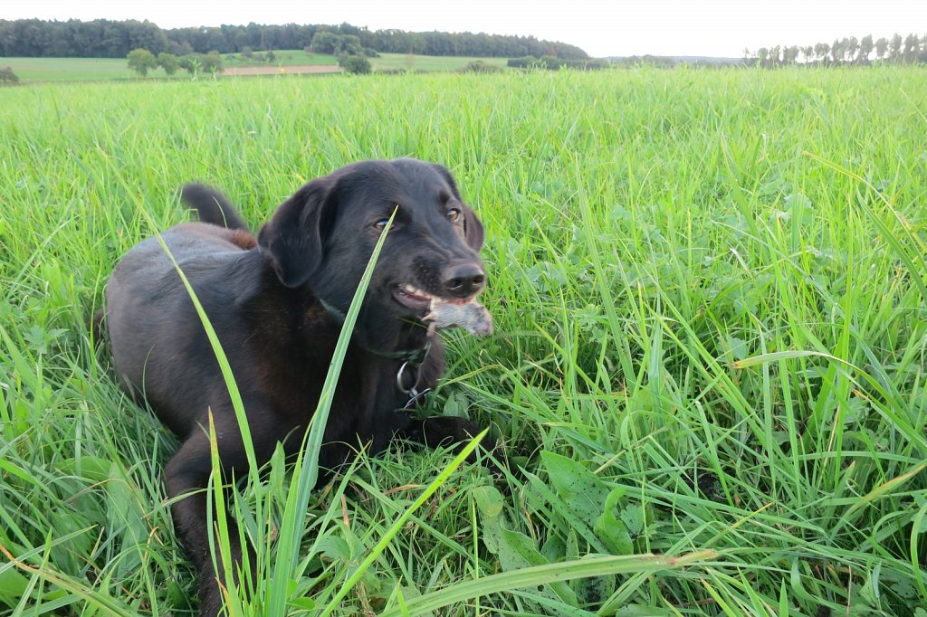 Pria mal wieder auf Mäusejagd