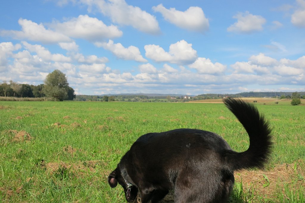 Pria schon wieder auf Mäusejagd