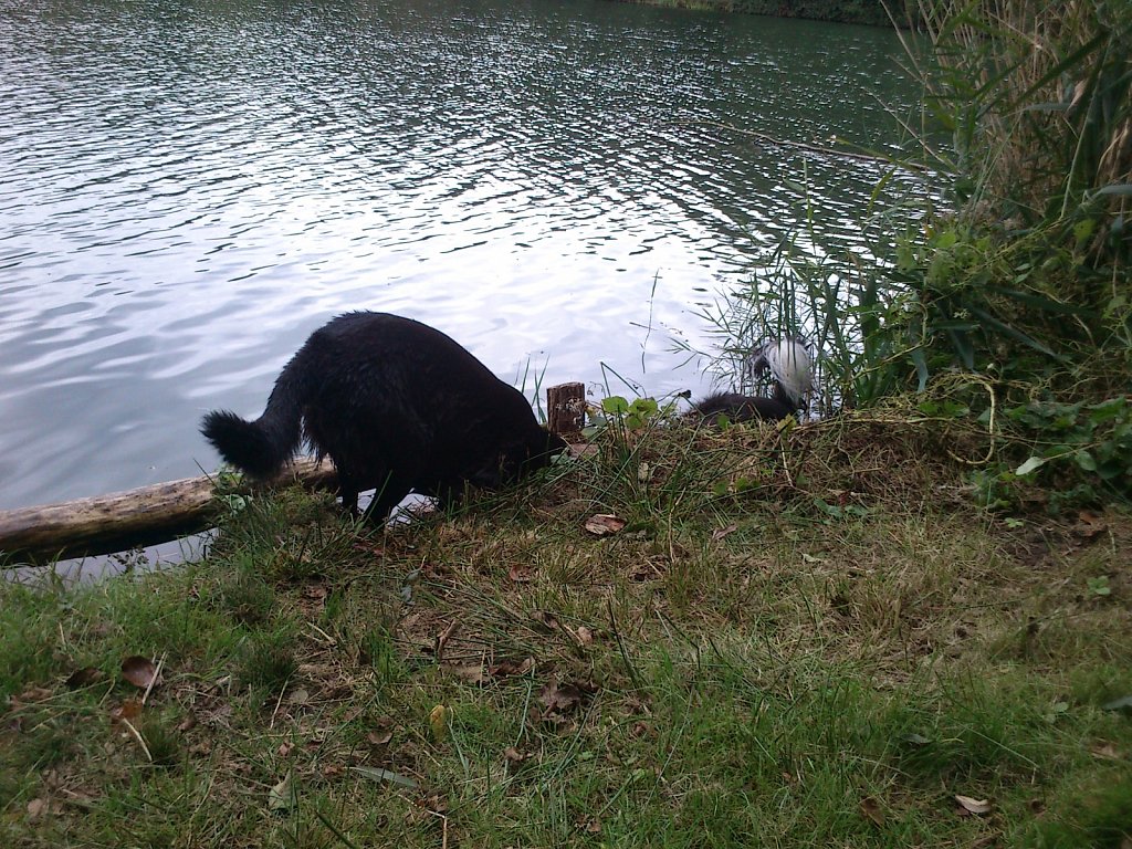 Stöbern am Oberwaldsee