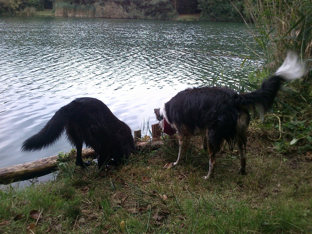 Stöbern am Oberwaldsee