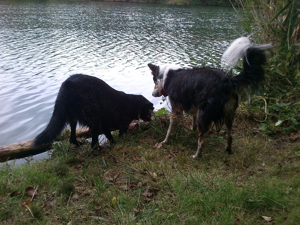 Stöbern am Oberwaldsee