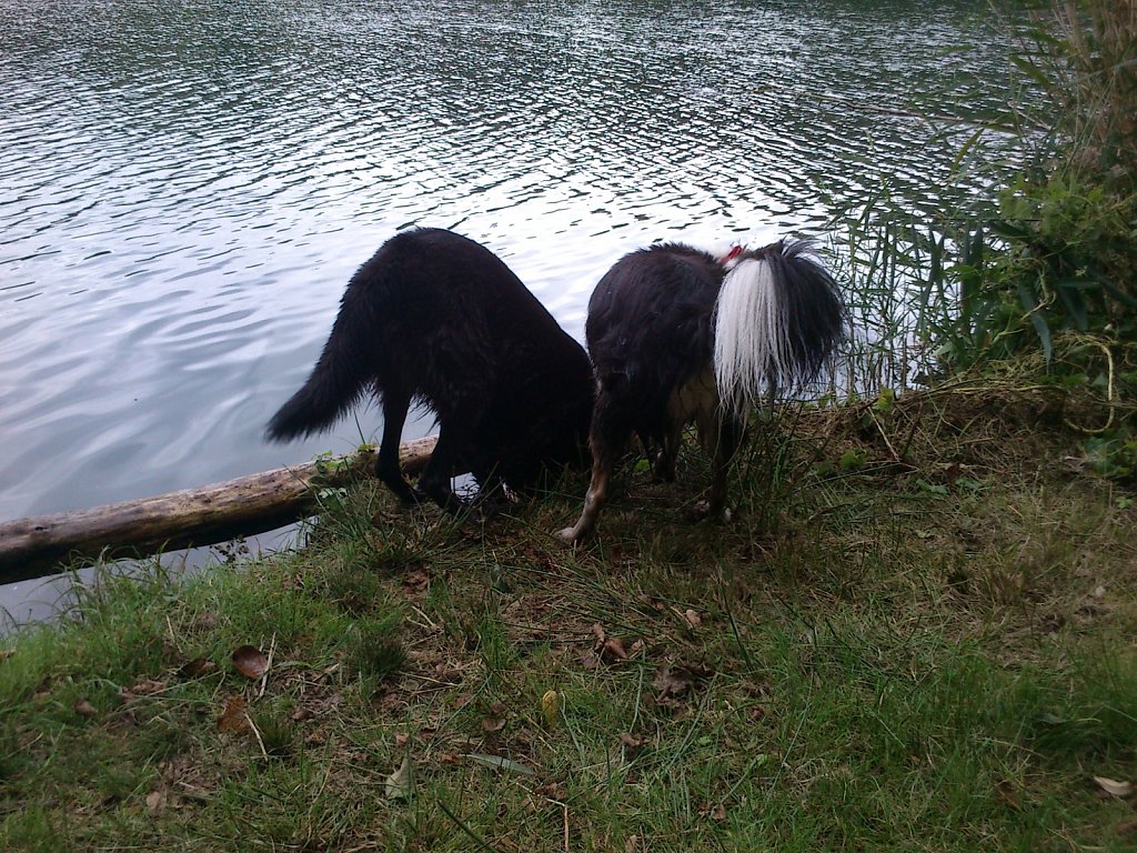 Stöbern am Oberwaldsee