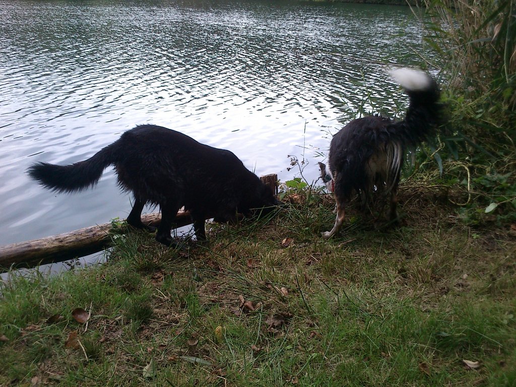 Stöbern am Oberwaldsee