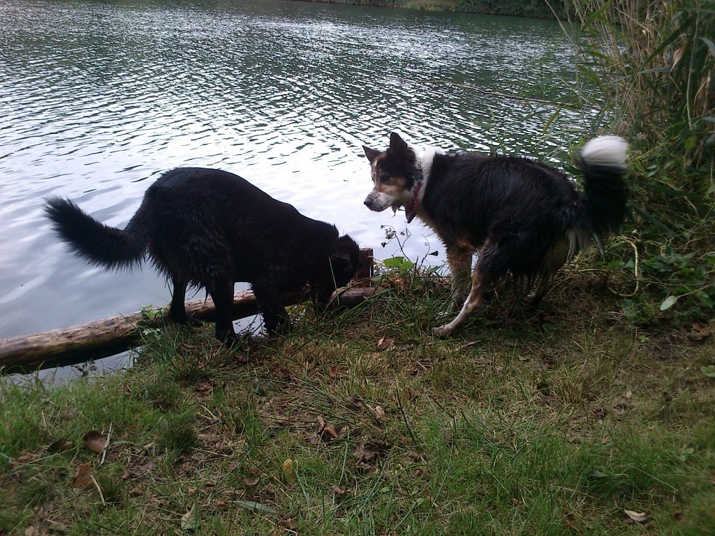 Stöbern am Oberwaldsee