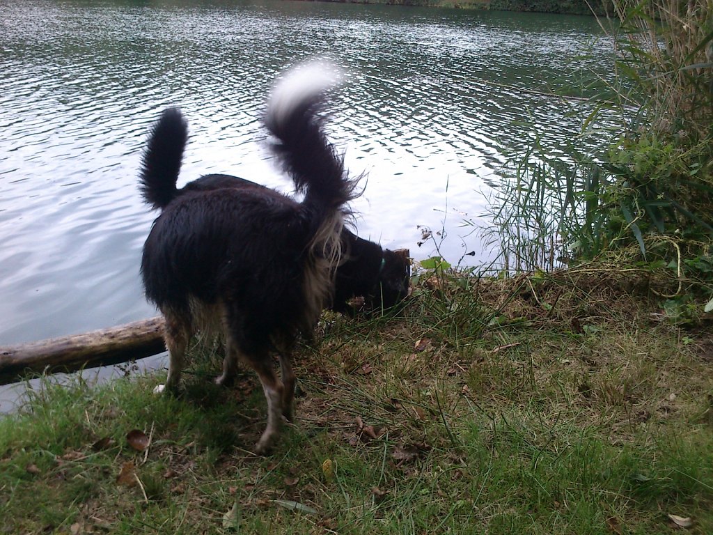 Stöbern am Oberwaldsee